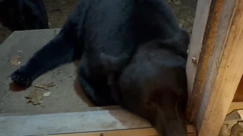 Playing Footsie With A Black Bear