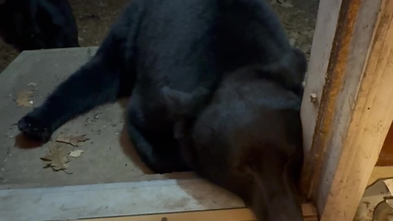 Playing Footsie With A Black Bear