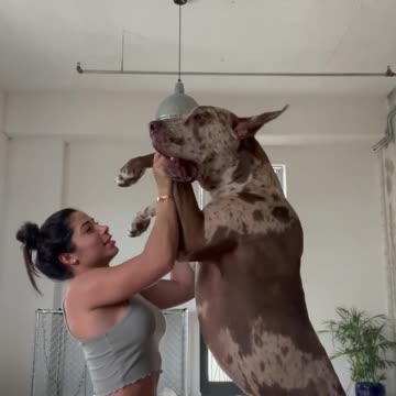 Episode #63 Big Dog Kiss Girl Viral Video