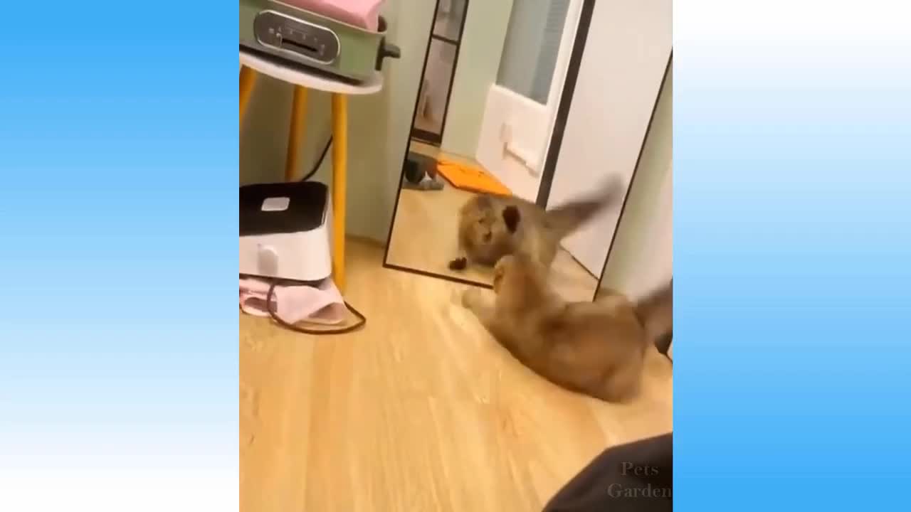 #Petsgarden #funnycats #cutecats Weekly Funny Cats 😺And Dogs🐶 Videos - Try Not To Laugh🤩
