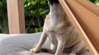 Chances of being killed by a PUG are small.... but never zero