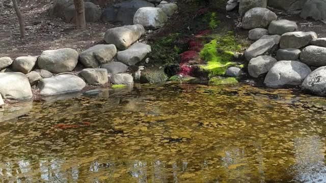 A small pond in the park.