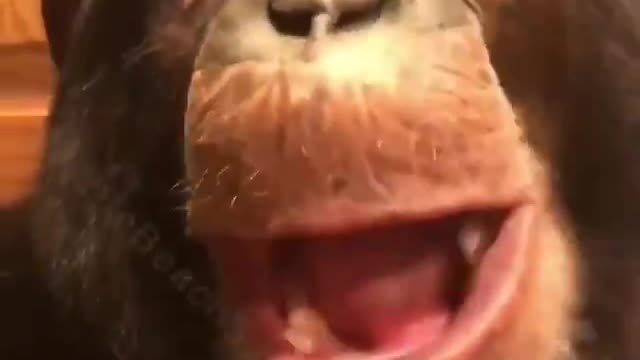 monkey with ice cream