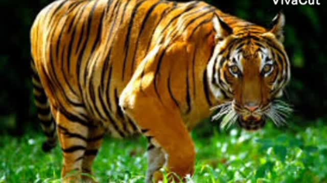 Information about the types of tigers that exist, their forms and the most important characteristics