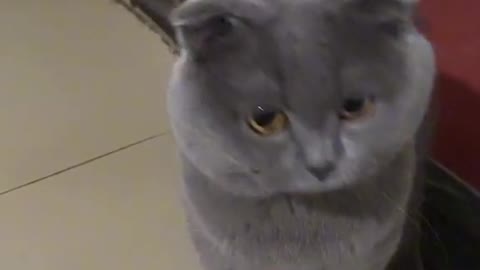 tik tok cat