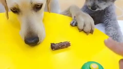 One Minute Cat And Dog Funny Video