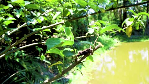 A Caterpillar on a Tree Branch