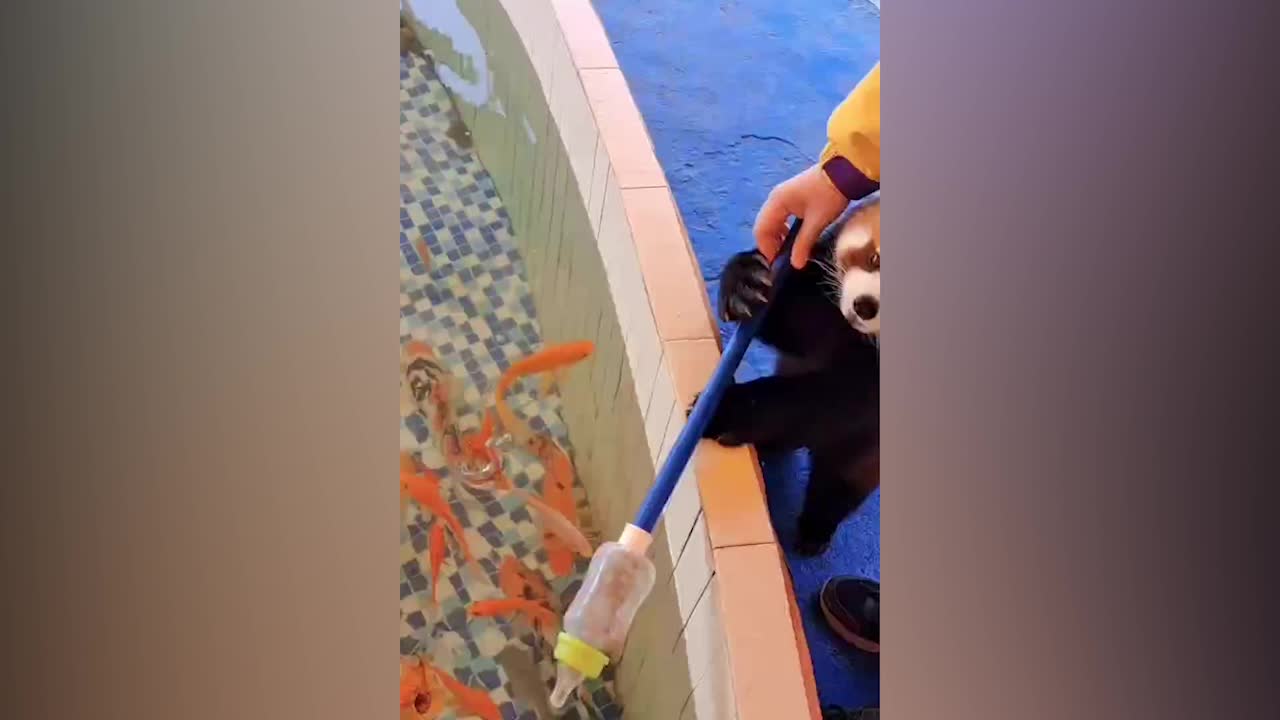 Red Cat bear playing with fish