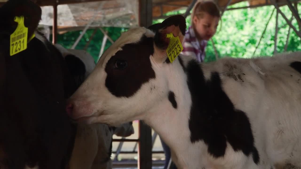 Calf licks another small cow