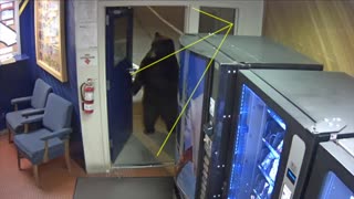 Bear casually walks into California Highway Patrol office