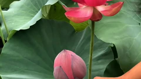 Beautiful Lotus flower #