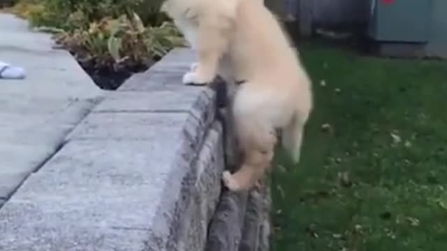 smart puppy