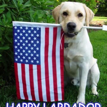 Happy Labor Day Weekend! #shorts #funny #dogs #animals #holiday