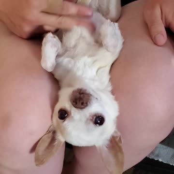 Tinkerbell's Zen Ritual