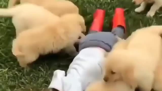 Dog Baby's fun with cute little child