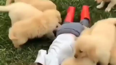 Dog Baby's fun with cute little child