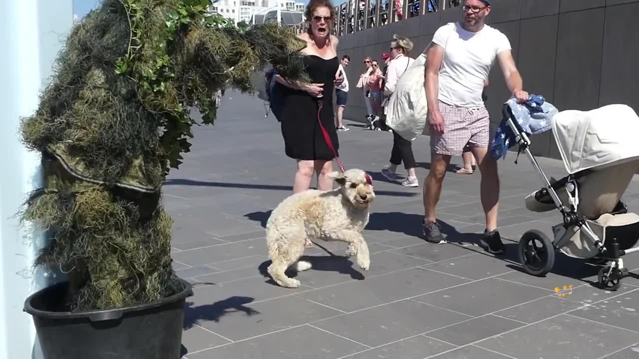 BUSHMAN SCARES THE HELL OUT OF PEOPLE AND DOGS 🤣 | Funny video XD