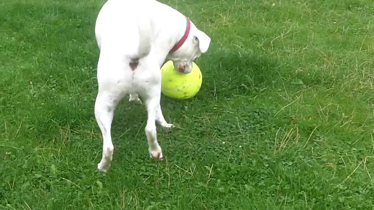 Babe Boxer Red loves the new jumbo tennis ball.