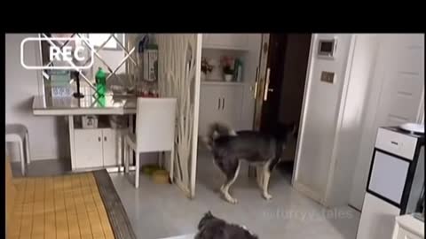 intelligent husky answers the door and pay for the delivery