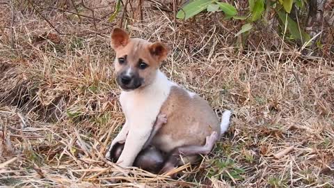 BEST VIDEOS Of Baby Love puppy Nyny Compilation, CUTE And FUNNY#Like u