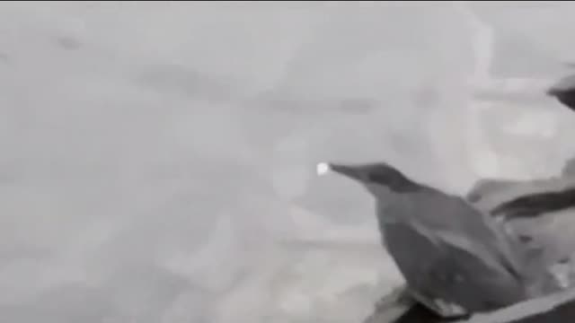 Idea to catch fish