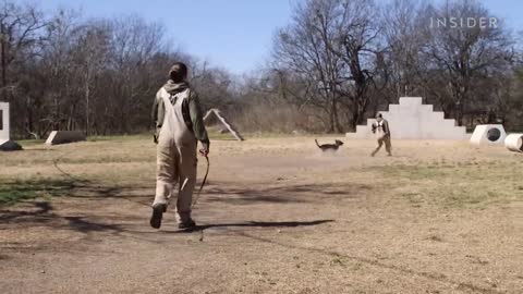 How Military Dogs Are Trained in the states