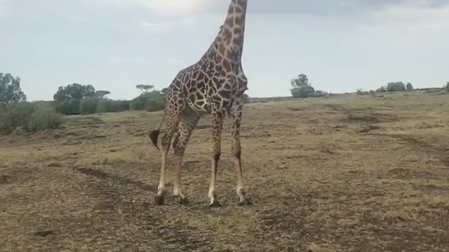 Giraffe Stare