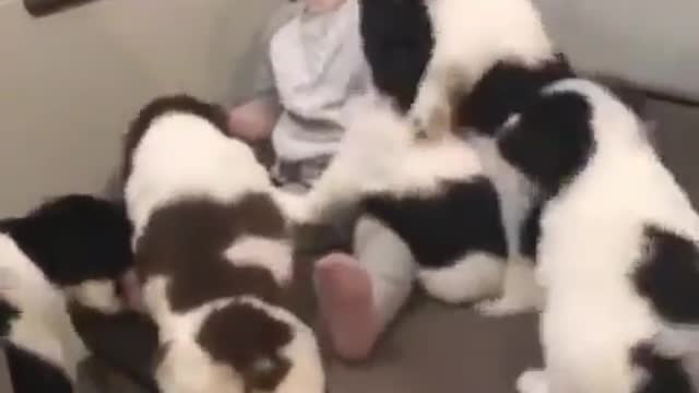 Baby puppy are playing with cute baby.#fun