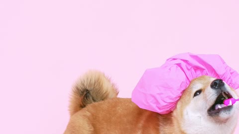 cute dogs with shower cap and brush a teeth