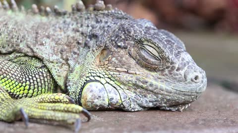 Zoo Iguana in small lake