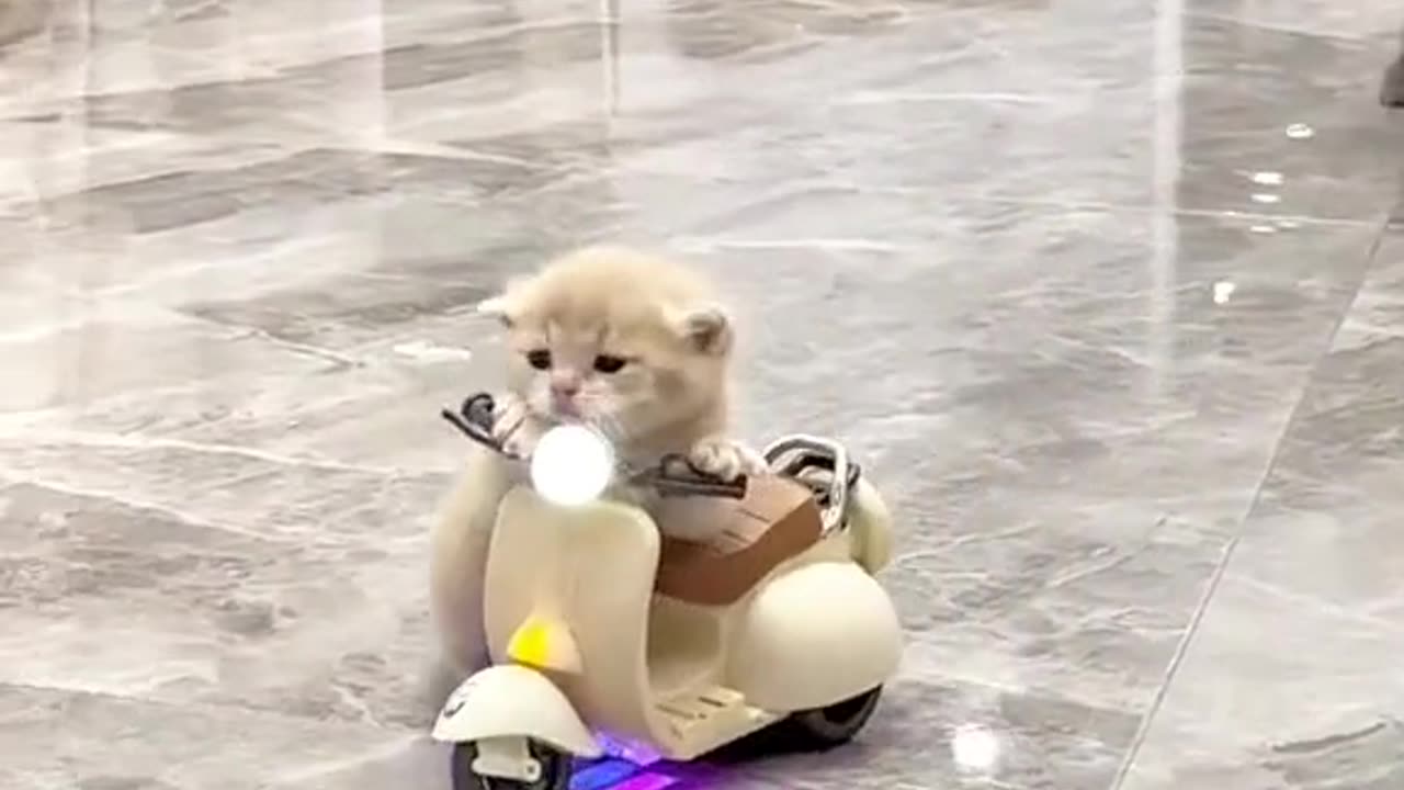 Cutest Cat 😺 baby Enjoy at home 🏡