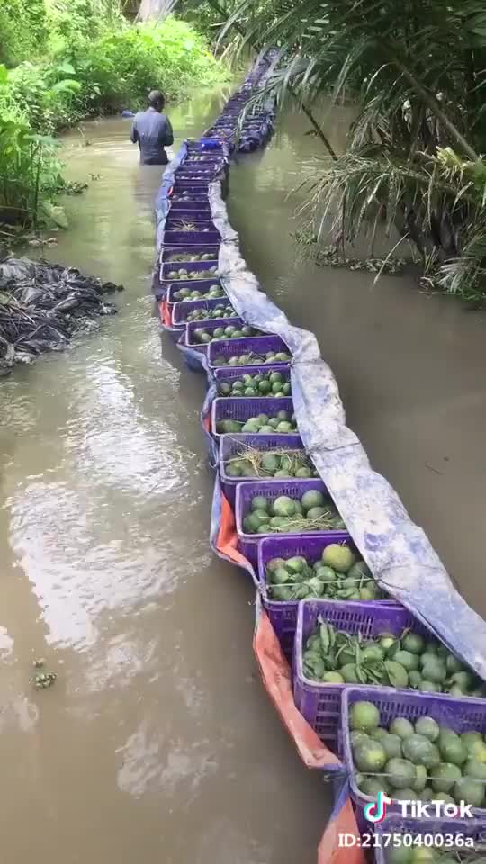 Unique way to deliver oranges