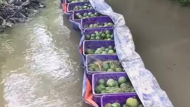 Unique way to deliver oranges