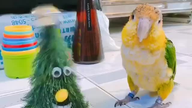 Parrot perfectly imitates dancing Christmas tree