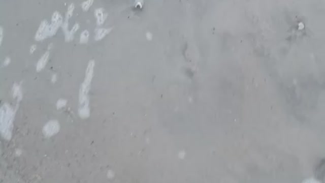 Sandfleas dig fast