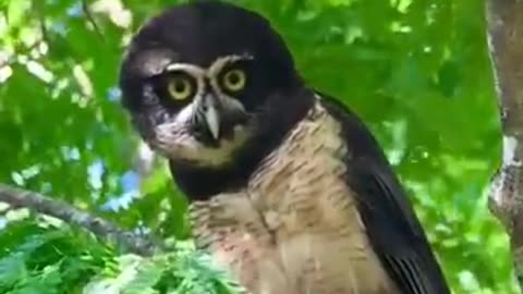 Quit owl bird