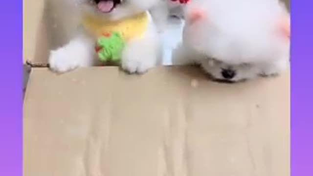 14_Cute and Funny Dog Videos Compilation_@short