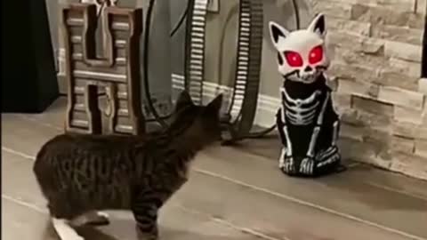 *LMAO* Playful CAT absolutely BAFFLED!