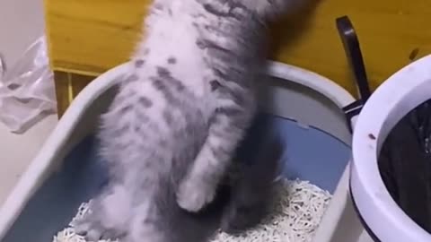 Funny Pets Moment #61