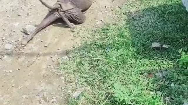 Very clever dog