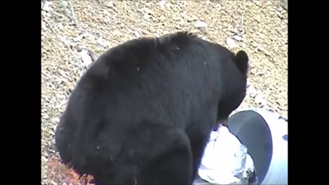 Bears - FUNNIEST Compilation