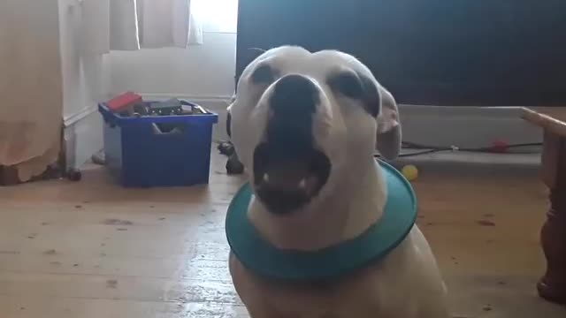 Smart dog says hello