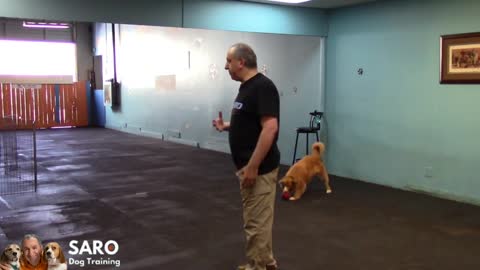 How to Correct or Punish Dog