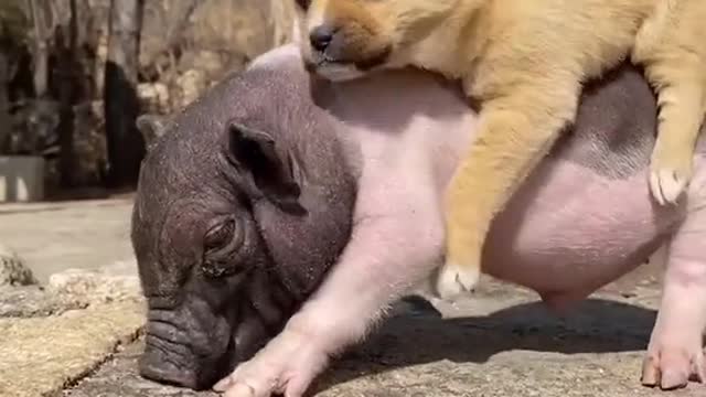 Mini pig don't drop me