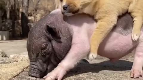 Mini pig don't drop me