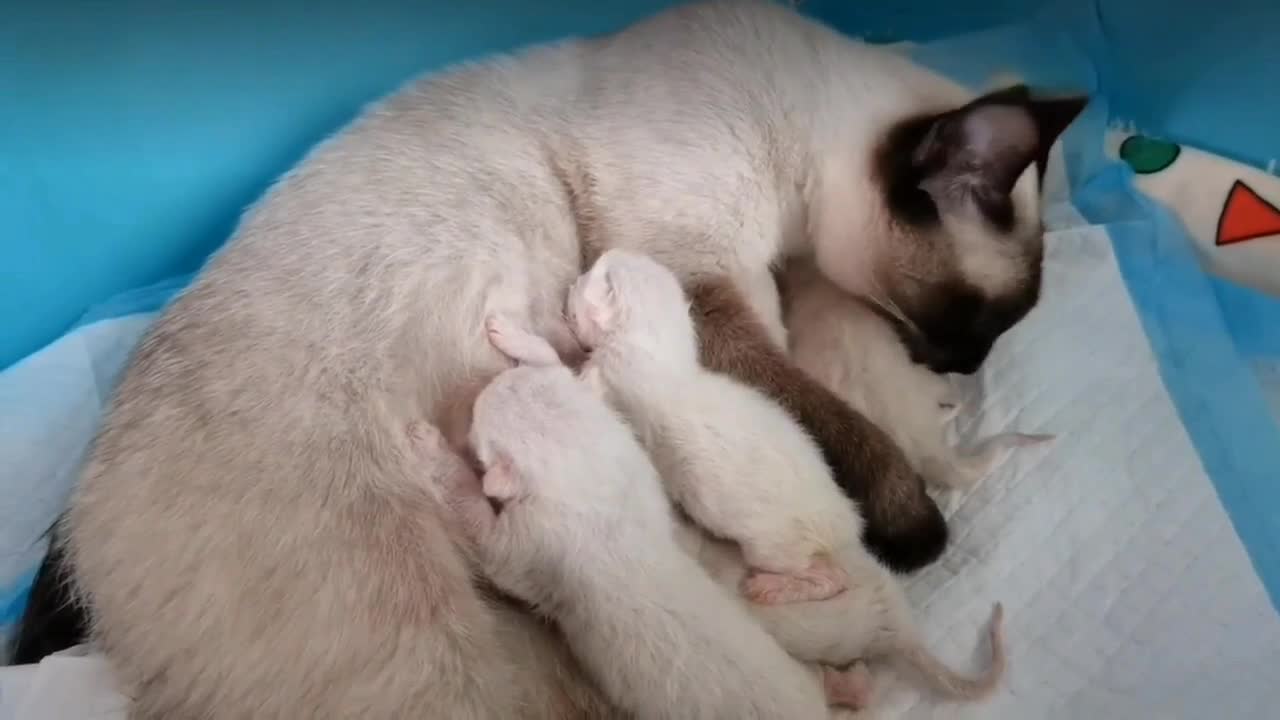 Siamese cat feeding his baby