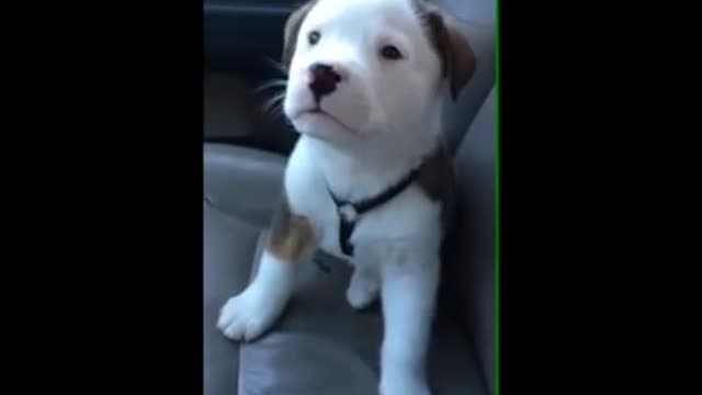 Dog gets angry at his own hiccups cute puppy