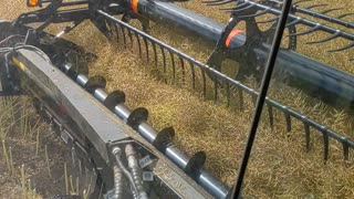 Slo-mo Canola Windrowing