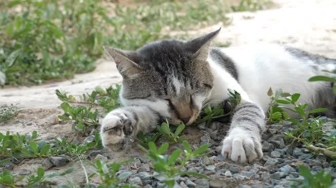 sleepy cuty cat