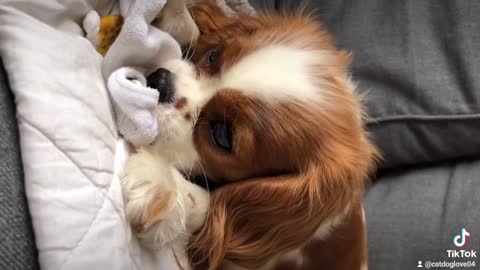 Cute 🥰😻😻 puppy relaxing video